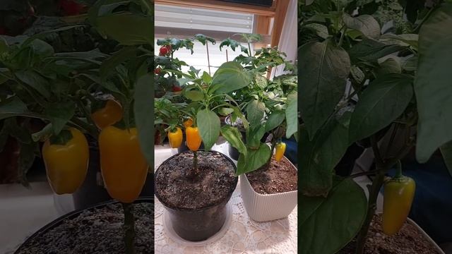 Что выросло? // Перец сладкий ЛИСИЧКА ЖЕЛТАЯ от Гавриш смотреть онлайн
