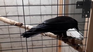 Новый вольер для чёрного ворона. Часть 3. Новоселье.
