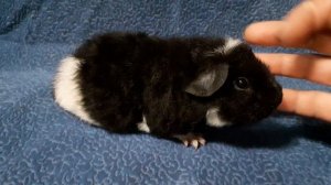 морская свинка американский тедди (возраст 1 месяц) питомник ZLATO VLASKA