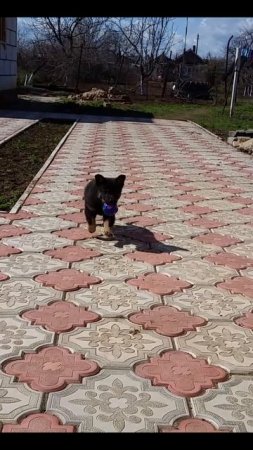 Маленький щенок приносит мячик