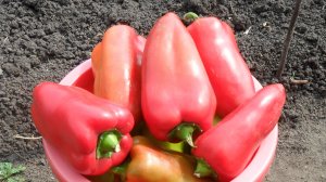 Срок посева перцев на рассаду