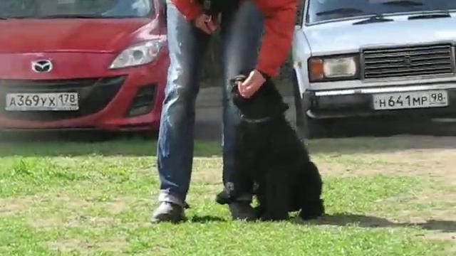 9. Подзыв, рядовость. Первые шаги смотреть онлайн