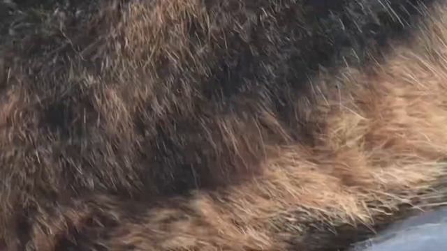 Кошка Лушка Часть 2 смотреть онлайн