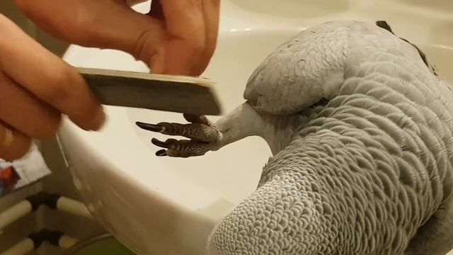 Попугайский педикюр😁 смотреть онлайн