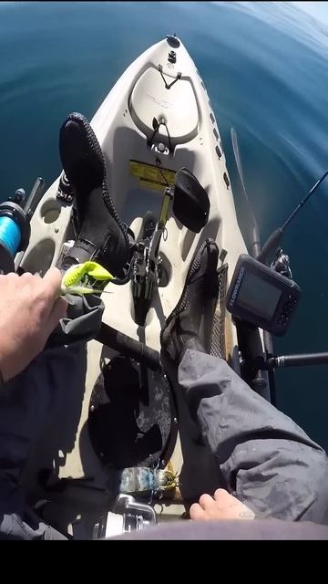 Ataque del camarón mantis a un pescador смотреть онлайн