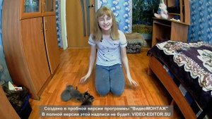 как ухаживать за котятами