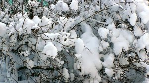 12 января 2025 г.День встречи Солнца в Мурманске