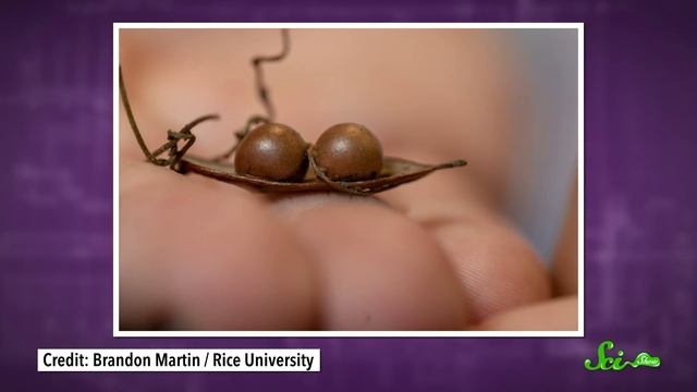 The Vine That 'Loves' Parasitic Wasps to Death смотреть онлайн