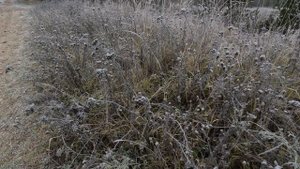 Осенние заморозки