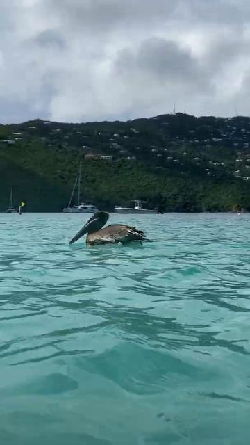 Brown Pelican swimming at the beach in the Virgin Islands