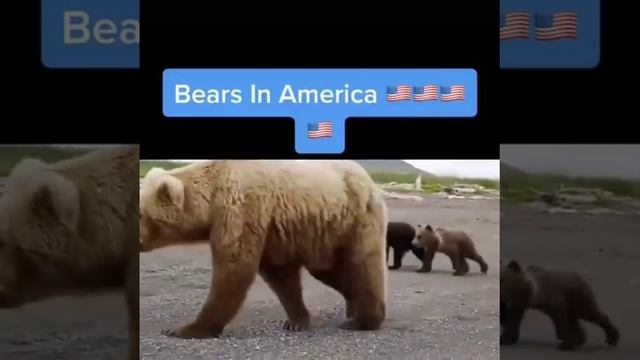 Bears in America vs Russia😂#funnyvideo #shorts смотреть онлайн