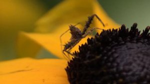 Spiny Assassin Bug Catches & Loses Bee, & Tiny Caterpillar Eating