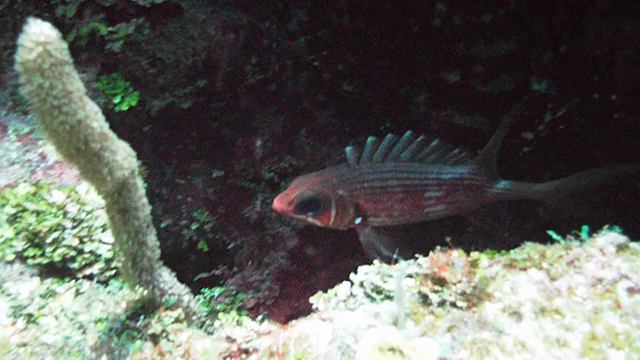Grand Cayman Diving - South смотреть онлайн