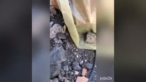 Смешное видео как я делаю ловушку для ящериц.....