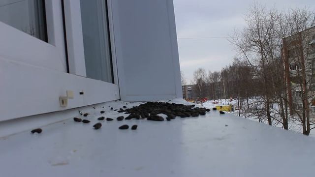 Снегири ч.2 смотреть онлайн