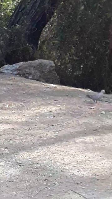 Mekânın sahibi 🙊🙊Respect #like #animals #viral #nature #wildlife #travel #trend #zoo #trending смотреть онлайн