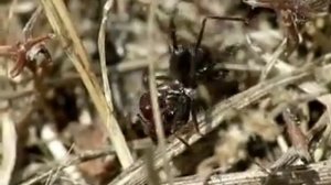 Cataglyphis ibericus con su presa Messor barbarus