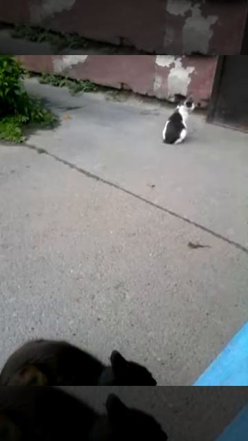 Жена убежала от мужа кошки 001 смотреть онлайн