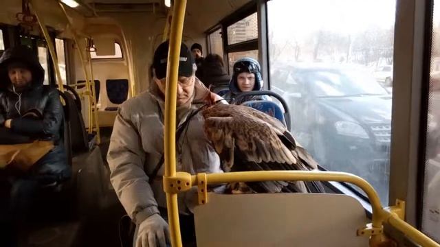 Беркут в автобусе смотреть онлайн