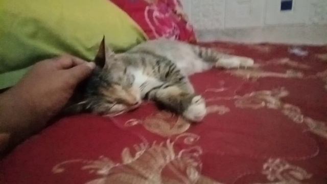 cuteness of orange cat on bed #orangecat #catbehavior #catplaying смотреть онлайн