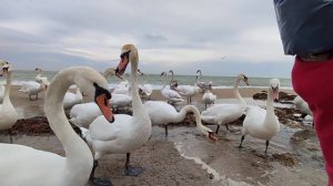 Ужас! Лебеди напали на нас, окружили и отобрали весь хлеб!