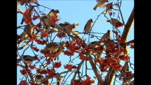 Созрела красная рябина