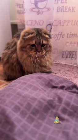Веселых выходных!😸