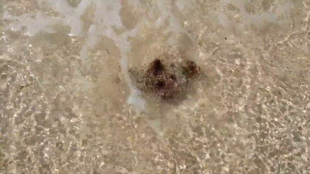 shell on the beach grand cayman island www.deltapoints.com blog смотреть онлайн