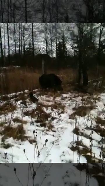 Притравка по кабану смотреть онлайн