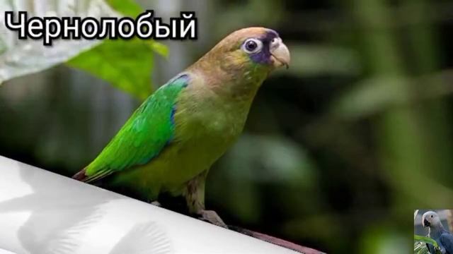 Пестрохвостые попугаи (лат. Touit)