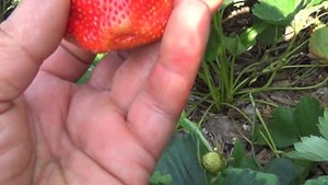 земляника  цунаки в  сибири