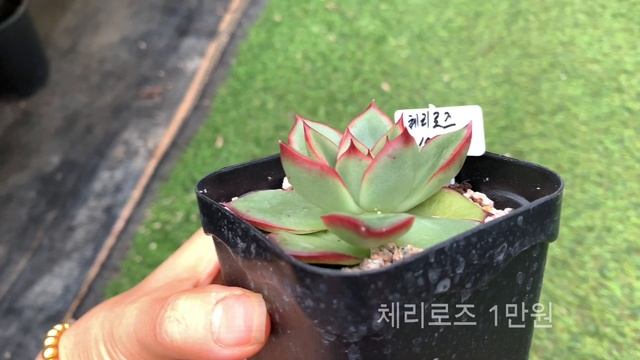 조아다육농장💚 이쁘게 물도 잘들고.. 다육이 값도 착해요 - 택배가능해요 -