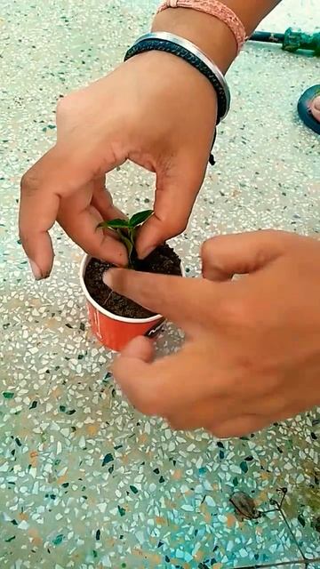 How to repot harsingar | parijat plant #shorts
