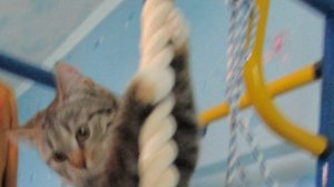 Лазание по вертикальному канату-техника выполнения.