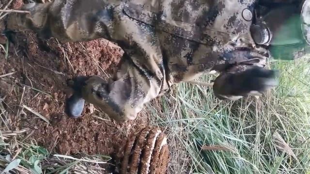 DESTROYING WASP NEST,VESPA MANDARINIA NEST REMOVAL,ASIAN GIANT HORNETS REMOVING смотреть онлайн