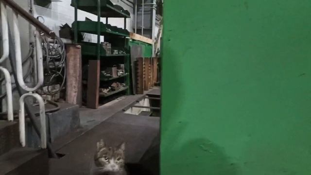 Кошки на заводе 02 смотреть онлайн