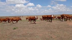 телки и нетели Калмыцкой породы