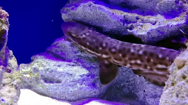 サンゴトラザメ　Coral catshark　Atelomycterus marmoratus