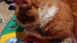 Наглый рыжий кот