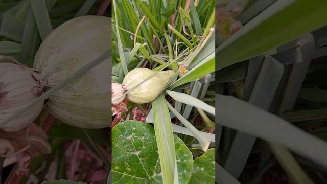 #shorts Growing Squashes In Containers #selfsufficient #homegrown #gardening #growyourown