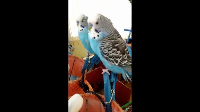 Мини-фильм про Кешу(фильм про Кешу) смотреть онлайн