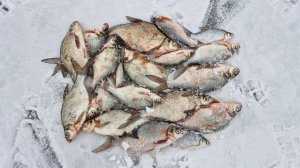 Глухозимье на Озернинском водохранилище. 08.02.25.