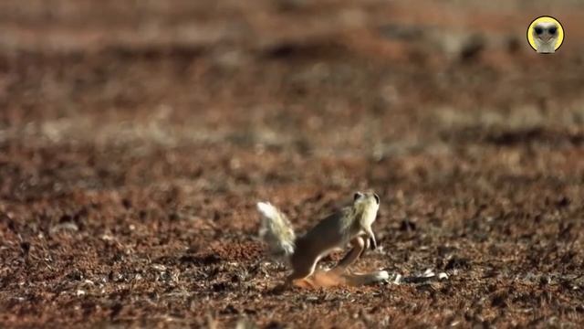 Mangusto encara serpente peçonhenta смотреть онлайн