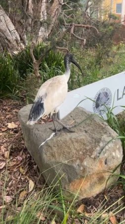 Ibis In Australia (My brother always has great encounters during his walks)