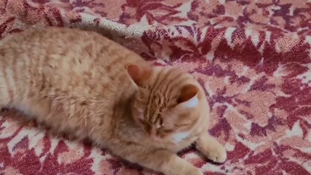 рыжие и Бетховен смотреть онлайн