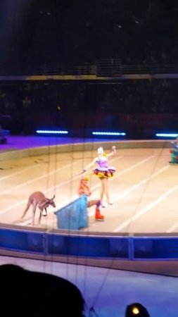 Circus Kangaroo