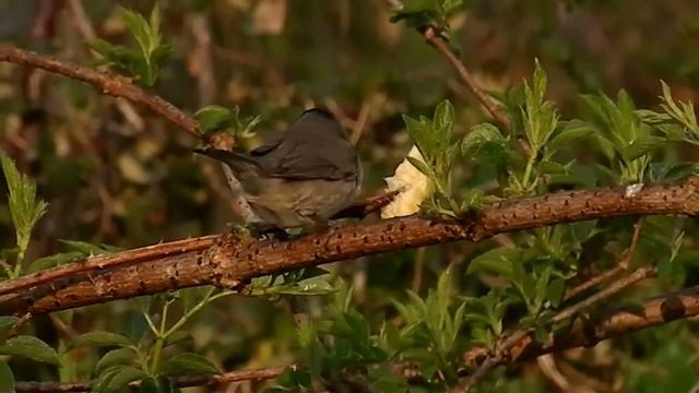 Curruca capirotada смотреть онлайн