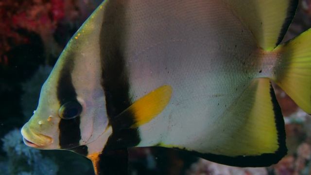 Platax Batfish смотреть онлайн