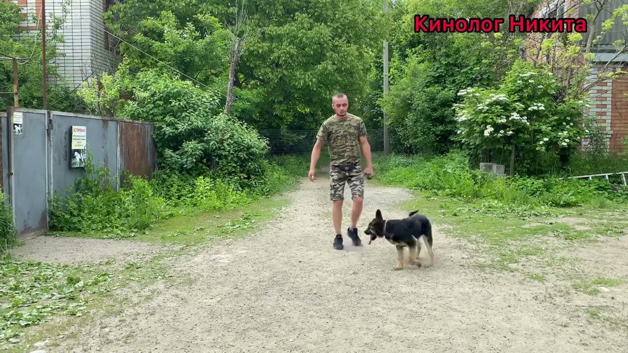 ВОСТОЧНО-ЕВРОПЕЙСКАЯ ОВЧАРКА (ВЕО) ДРЕССИРОВКА 3 месяца Щенок Ирма