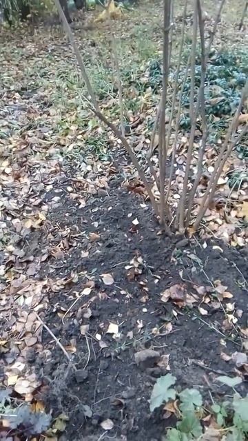 Не профессионализм Управы Северное Тушино(2) смотреть онлайн